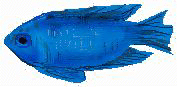 xm004374.gif
