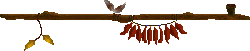 xm005588.gif