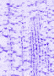 XX070265.gif