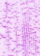 XX070264.gif