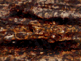 xm006783.gif