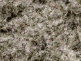 xm006757.gif