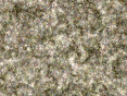 xm006755.gif