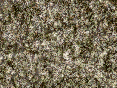 xm006750.gif