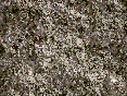 xm006749.gif
