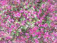 xm006658.gif