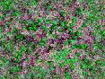 xm006657.gif