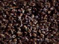 xm006651.gif