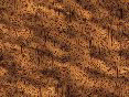 xm006620.gif