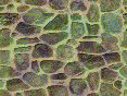 xm006598.gif
