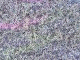 xm006557.gif