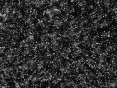 xm006555.gif