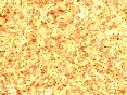 xm006553.gif