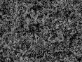 xm006547.gif