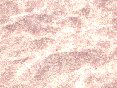 xm006475.gif