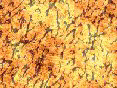 xm006465.gif