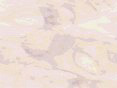 xm006461.gif