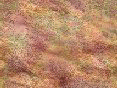 xm006459.gif