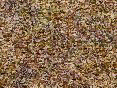 xm006445.gif