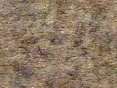 xm006427.gif
