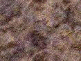xm006383.gif