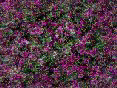 xm006358.gif