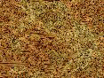 xm006355.gif