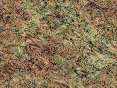 xm006353.gif