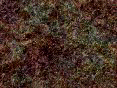 xm006351.gif