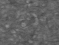 xm007247.gif