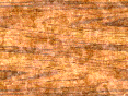 xm007241.gif