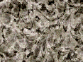 xm007214.gif