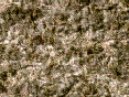 xm007211.gif
