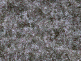 xm007209.gif
