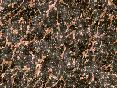 xm007197.gif