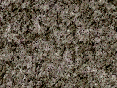 xm007195.gif