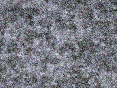 xm007190.gif