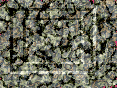 xm007186.gif