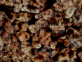 xm007167.gif