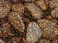 xm007165.gif