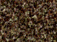 xm007146.gif