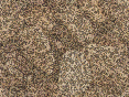 xm007144.gif