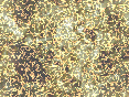 xm007075.gif