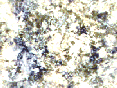 xm007067.gif