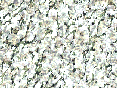 xm007066.gif