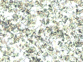 xm007065.gif