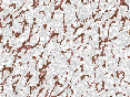 xm007040.gif