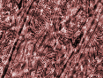 xm007037.gif