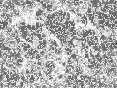 xm007023.gif