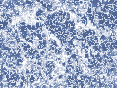xm007021.gif